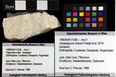 Foto (Objket + Etiketten) von Ululapagurus oroszyi (Fraaije et al., 2019) 